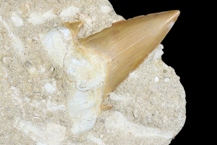 Otodus Shark Tooth Fossil in Rock - Eocene #174053